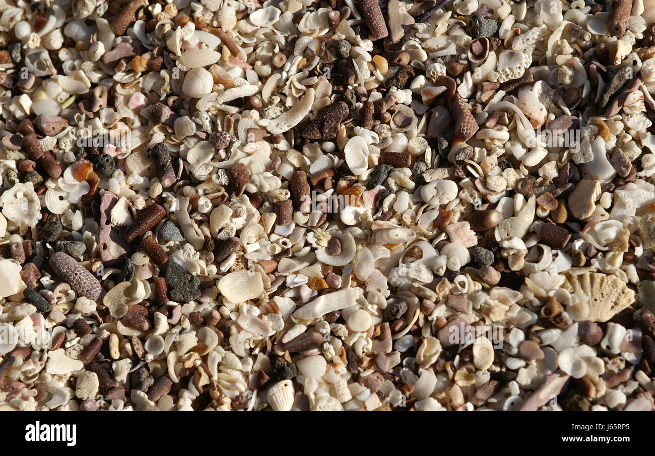 Spiaggia mare spiaggia seashore bocce a guscio di conchiglia peel frammento sabbia Sabbie Foto Stock