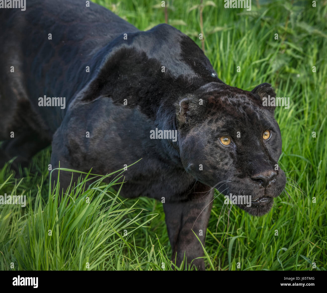 Giaguaro Nero - Black Panther Foto Stock