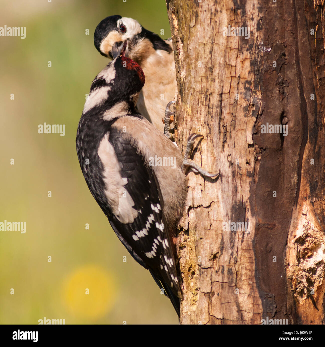 Un giovane Picchio rosso maggiore (Dendrocopos major) essendo alimentato dal suo genitore su un albero nel Regno Unito Foto Stock