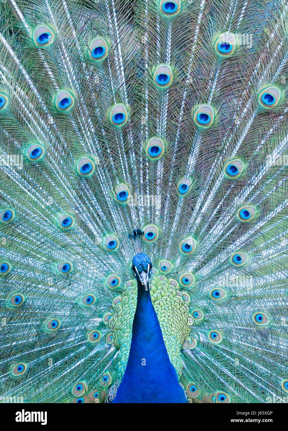 Bella blu beauteously nizza uccelli bird peacock affascinante fiero orgoglio Foto Stock