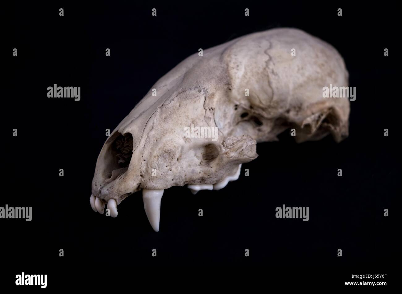 Denti di animale bit cranio scheletro osseo badger testa denti di animale bit cranio di pino Foto Stock
