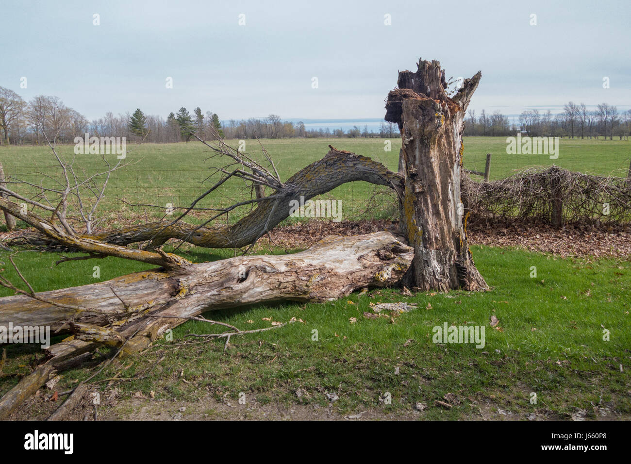 Danni di alleggerimento su un albero di noce con split fronda e tronco caduto in agriturismo Foto Stock