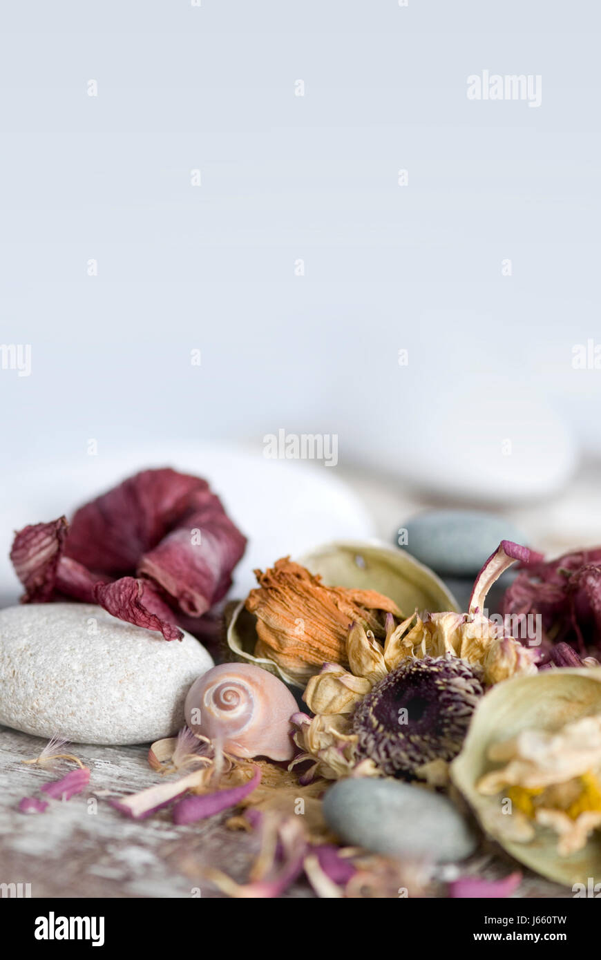 Piante e fiori petali di papavero essiccato a secco fino sterile nostalgico di ghiaia naturale floreale Foto Stock