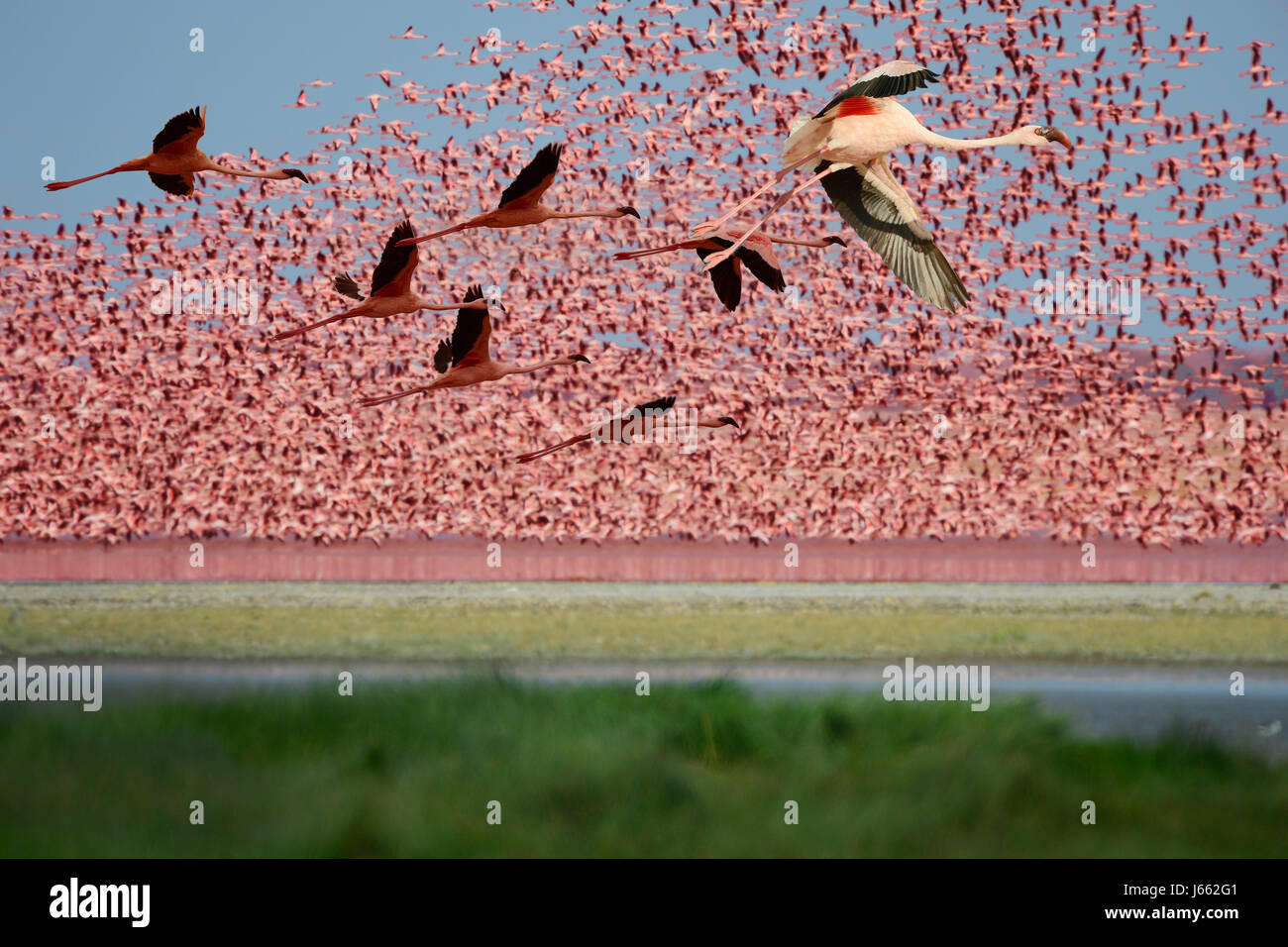 Flamingo Foto Stock