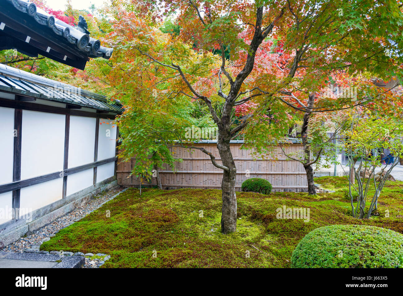 Rosso giapponese acero in autunno in giardino a Enkoji tempio di Kyoto, Giappone Foto Stock