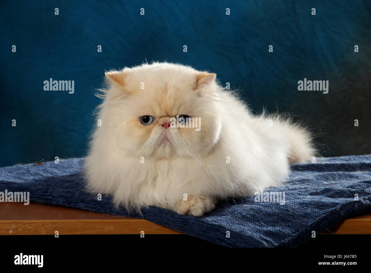 Gatto persiano colourpoint blue point immagini e fotografie stock ad alta  risoluzione - Alamy