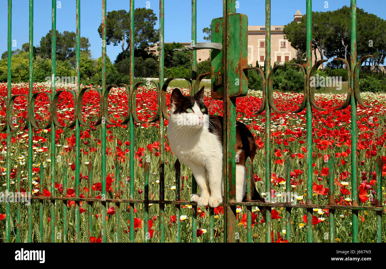 Il gatto domestico, tuxedo in bianco e nero, in piedi su un vecchio cancello arrugginito davanti a un prato con la fioritura di papavero Foto Stock