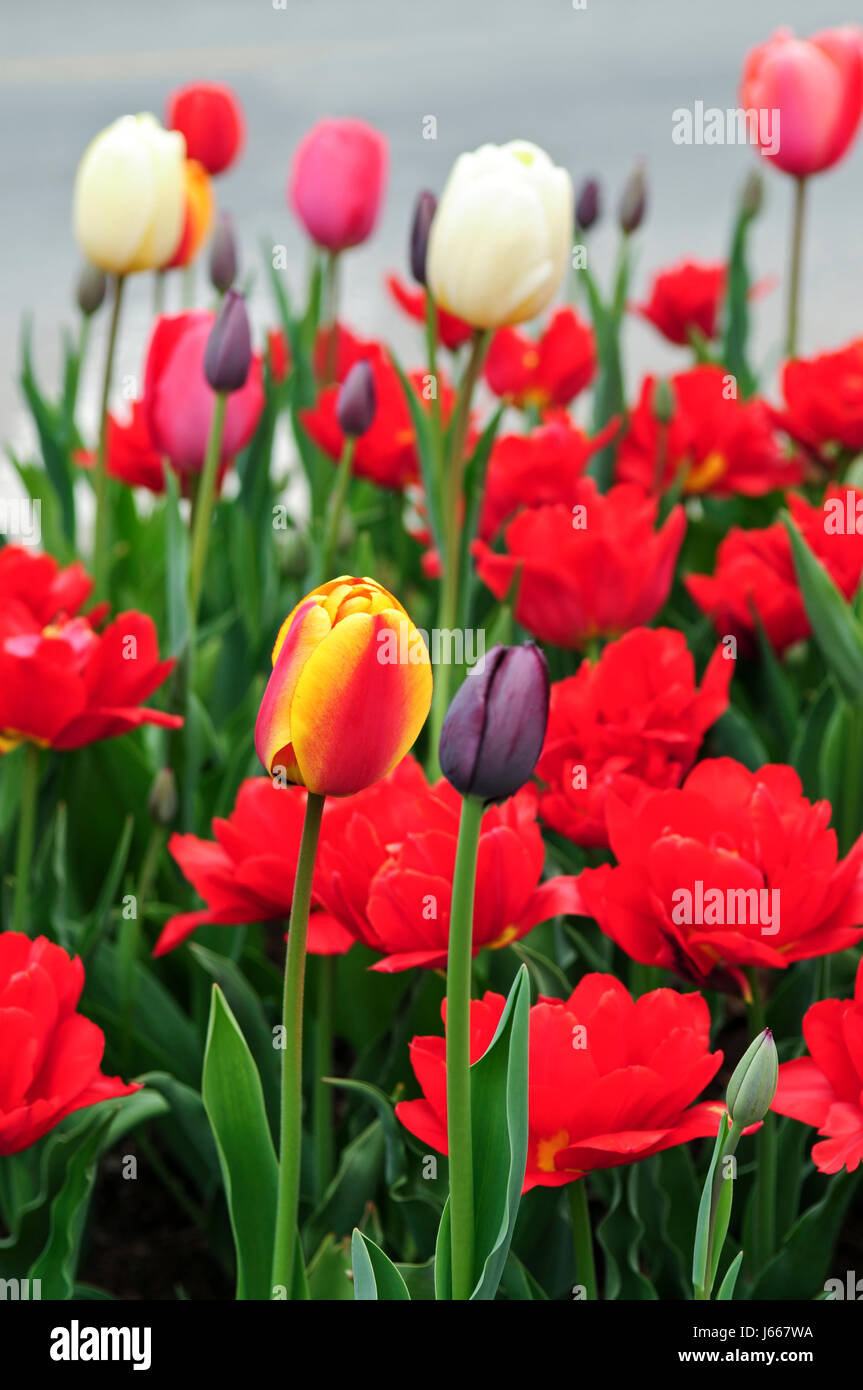 Giardino fiore fiori piante fioriscono tulipani sbocciano i fiori fioriscono fiorente Foto Stock