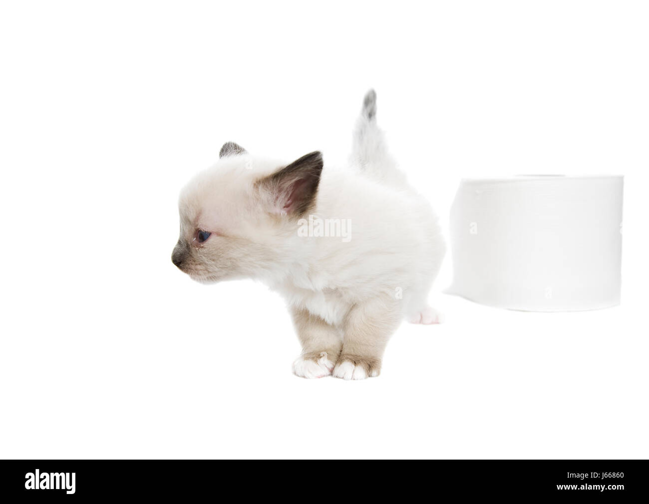 Il pet cat baby gattino di razza giovani giovani pussycat cat gatto domestico siamois Foto Stock