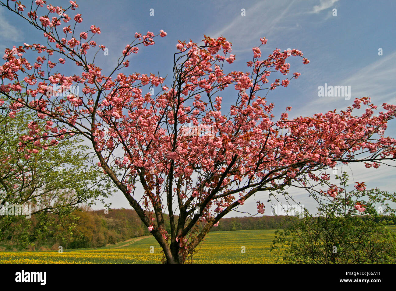 Kirschbaum in Bad Rothenfelde Foto Stock