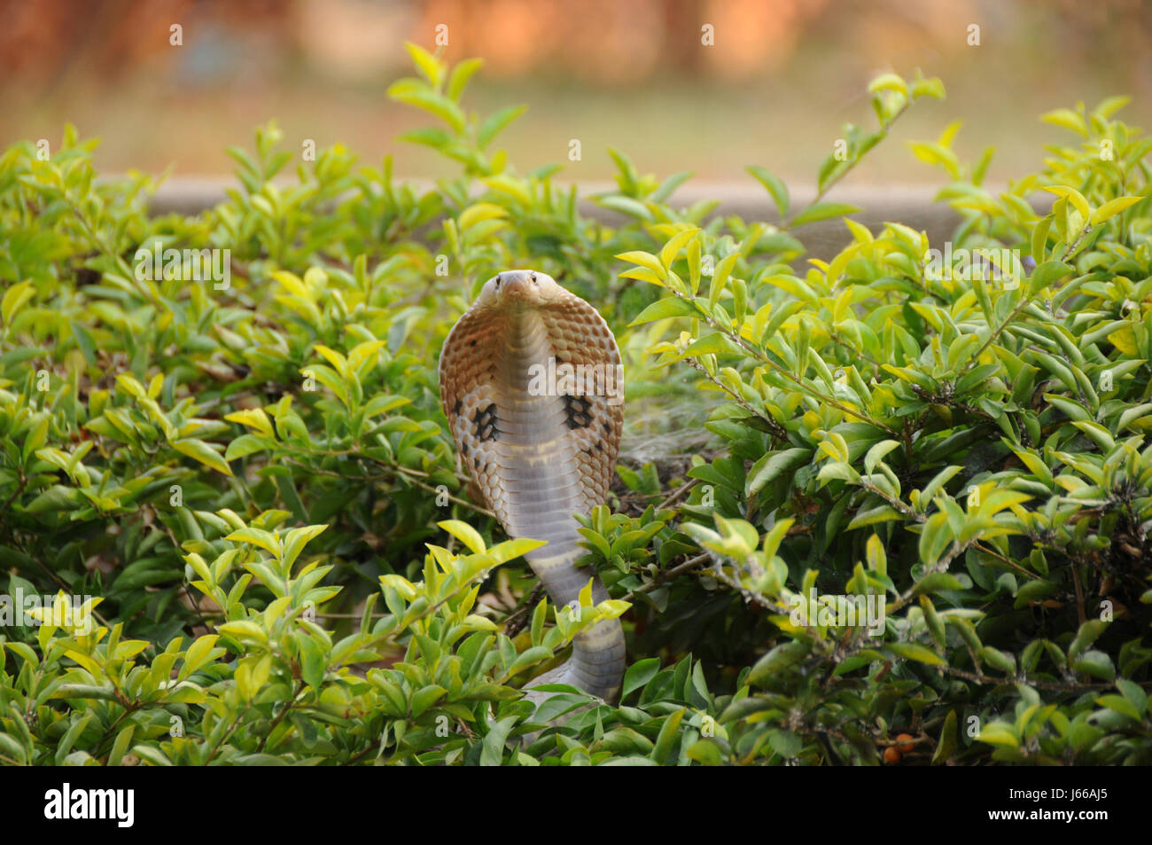 Creatura mortale di serpente cobra pericoloso rettile animali selvatici vigile ritratto Foto Stock