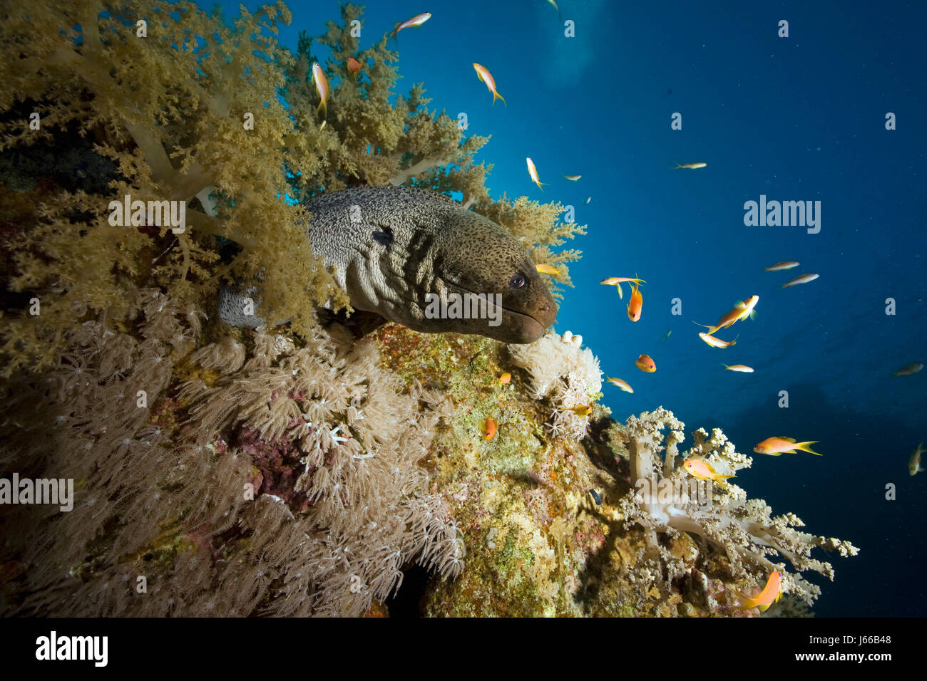 Subacquea bianco tropicale acqua pesce animale nero jetblack swarthy nero profondo Foto Stock