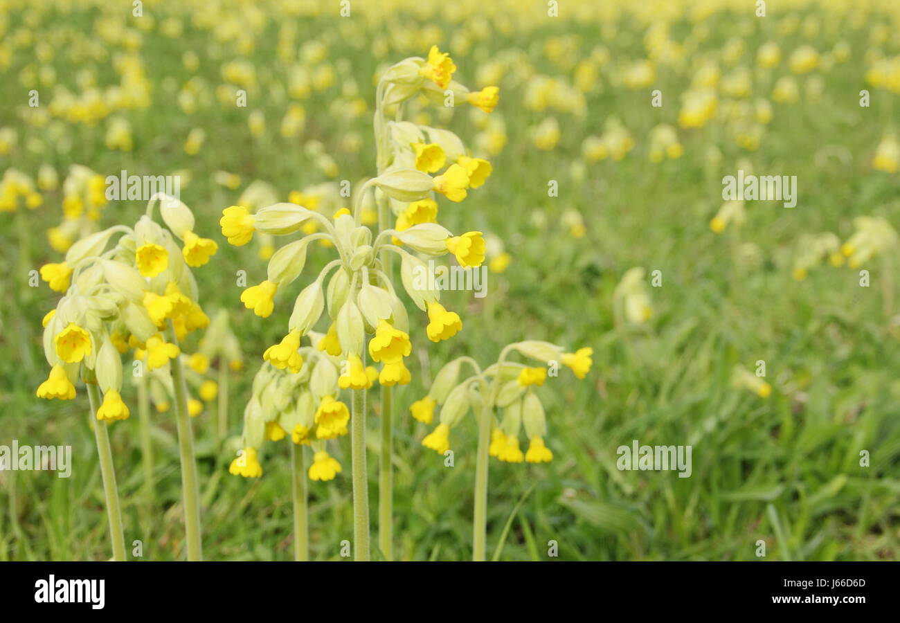 Primula veris. Cowslips in un prato inglese in primavera. REGNO UNITO. Wildlfowers. Fiori selvatici Regno Unito Foto Stock