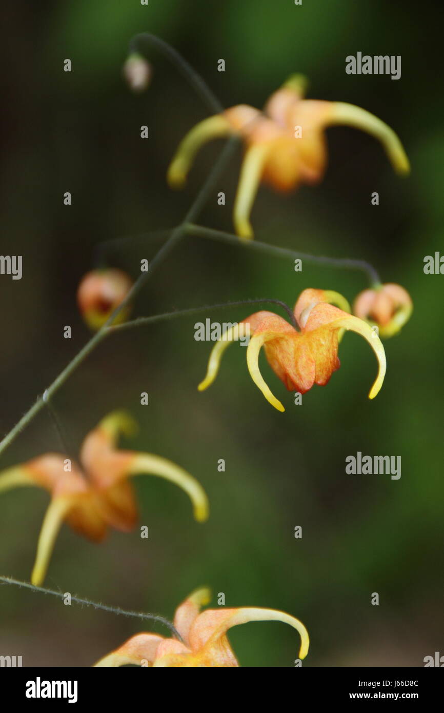 Epimedium 'Amber Queen', talvolta anche indicati come Barronwort 'Amber Queen' in piena fioritura in la pezzata ombra di un inglese woodland garden in primavera Foto Stock