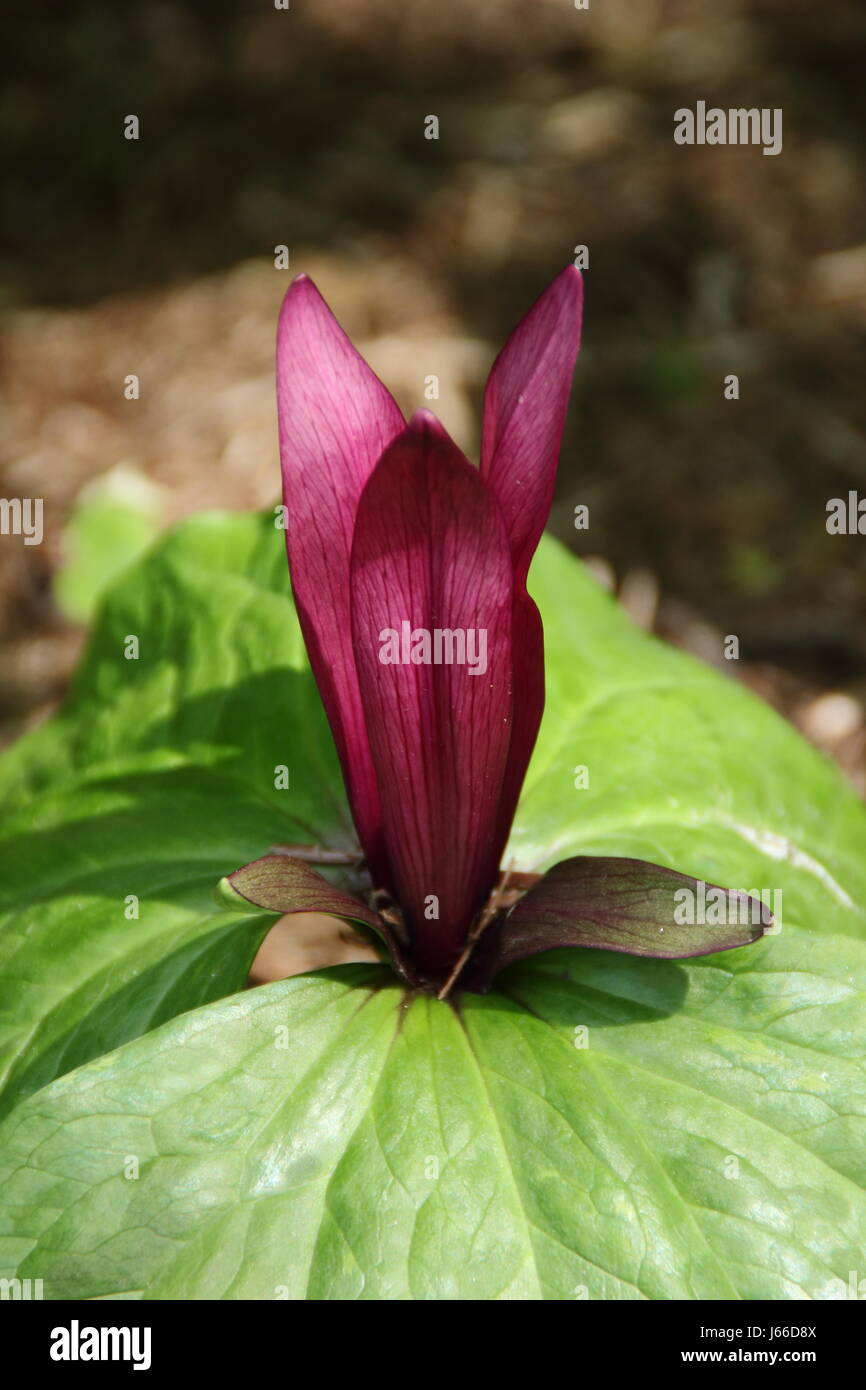 "Giant wake robin' (trillium chloropetalum) fioritura in un'area ombreggiata di un inglese Woodland Garden a metà primavera, REGNO UNITO Foto Stock