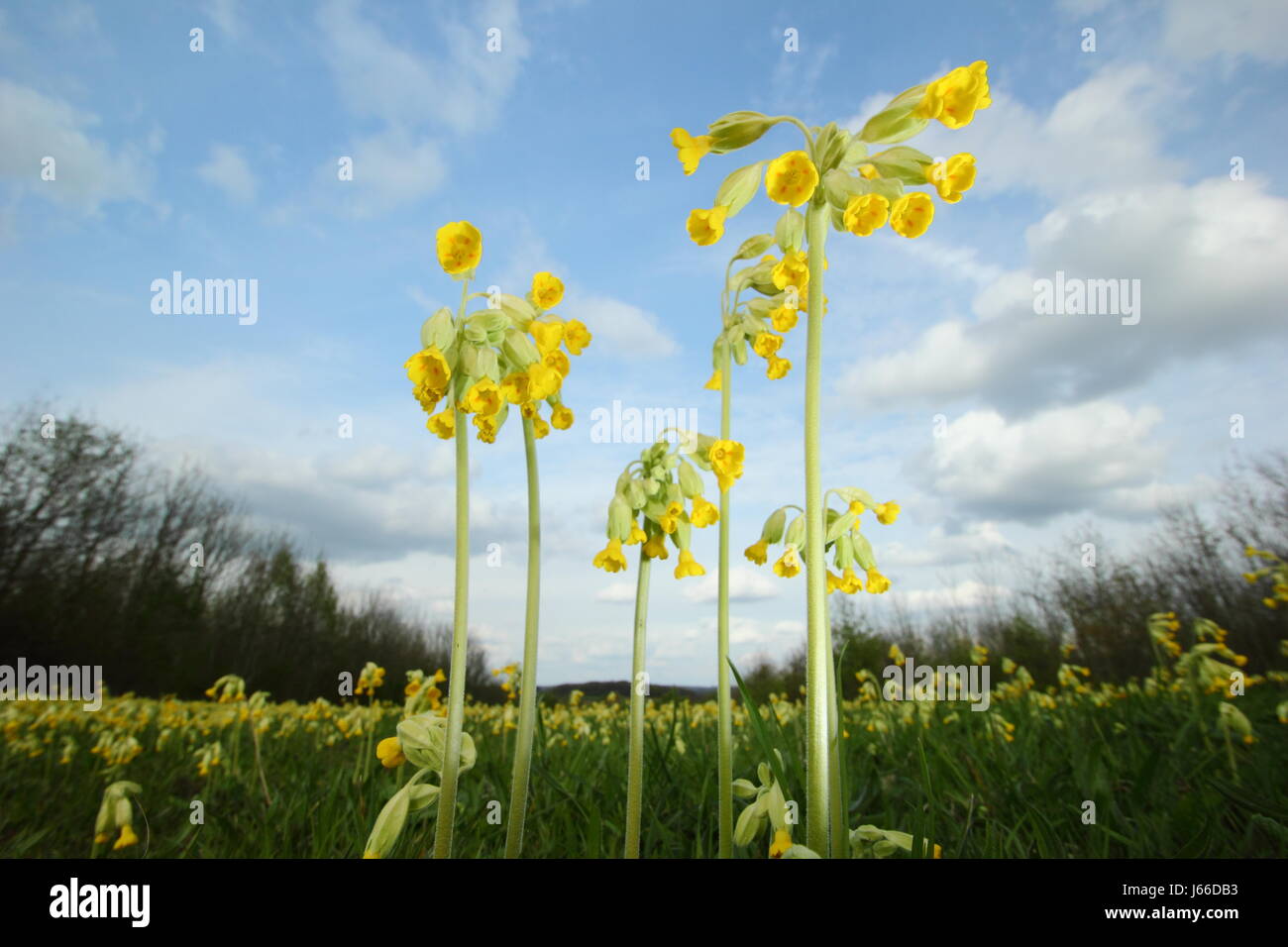 Primula veris. Cowslips in un prato inglese in primavera. REGNO UNITO. Wildlfowers. Fiori selvatici Regno Unito Foto Stock