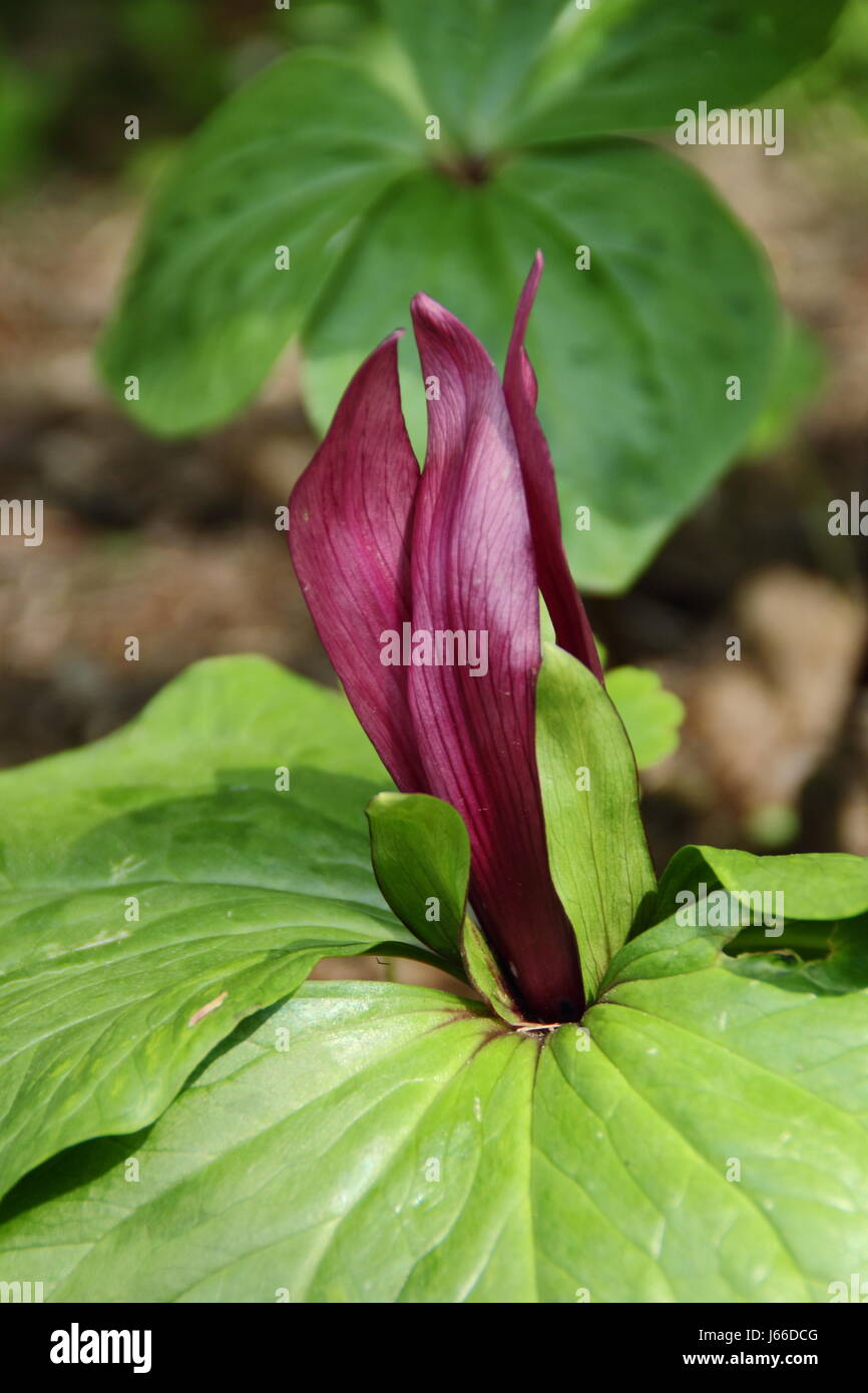 "Giant wake robin' (trillium chloropetalum) fioritura in un'area ombreggiata di un inglese Woodland Garden a metà primavera, REGNO UNITO Foto Stock
