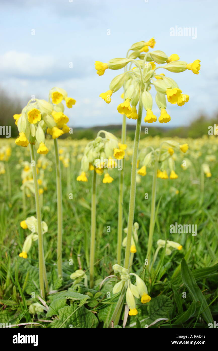 Primula veris. Cowslips in un prato inglese in primavera. REGNO UNITO. Wildlfowers. Fiori selvatici Regno Unito Foto Stock