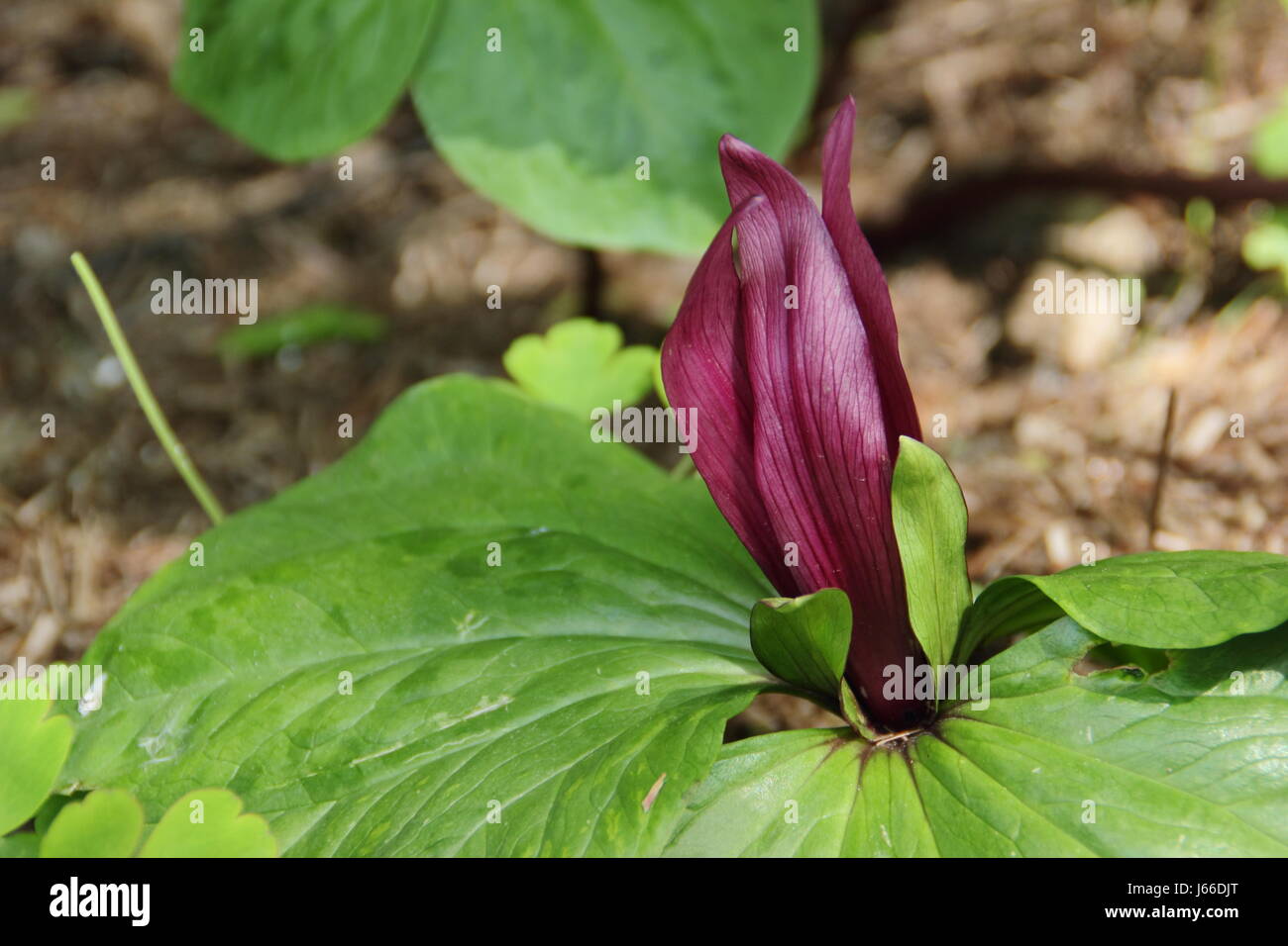 "Giant wake robin' (trillium chloropetalum) fioritura in un'area ombreggiata di un inglese Woodland Garden a metà primavera, REGNO UNITO Foto Stock
