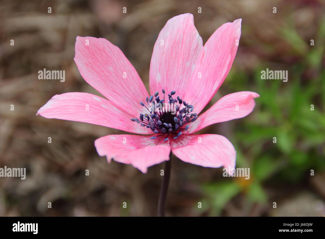 Anemone pavonina, elencato anche come "Peacock Windflower' e 'Peacock Anemone' fioritura in un giardino inglese in primavera Foto Stock