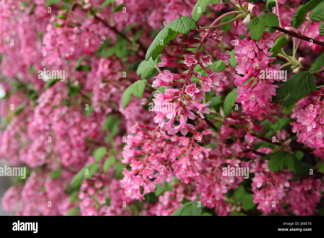 Masse di fragrante scarlet racemi di una fioritura di ribes (Ribes Sanguineum) in piena fioritura, formando la siepe di un giardino inglese in primavera Foto Stock