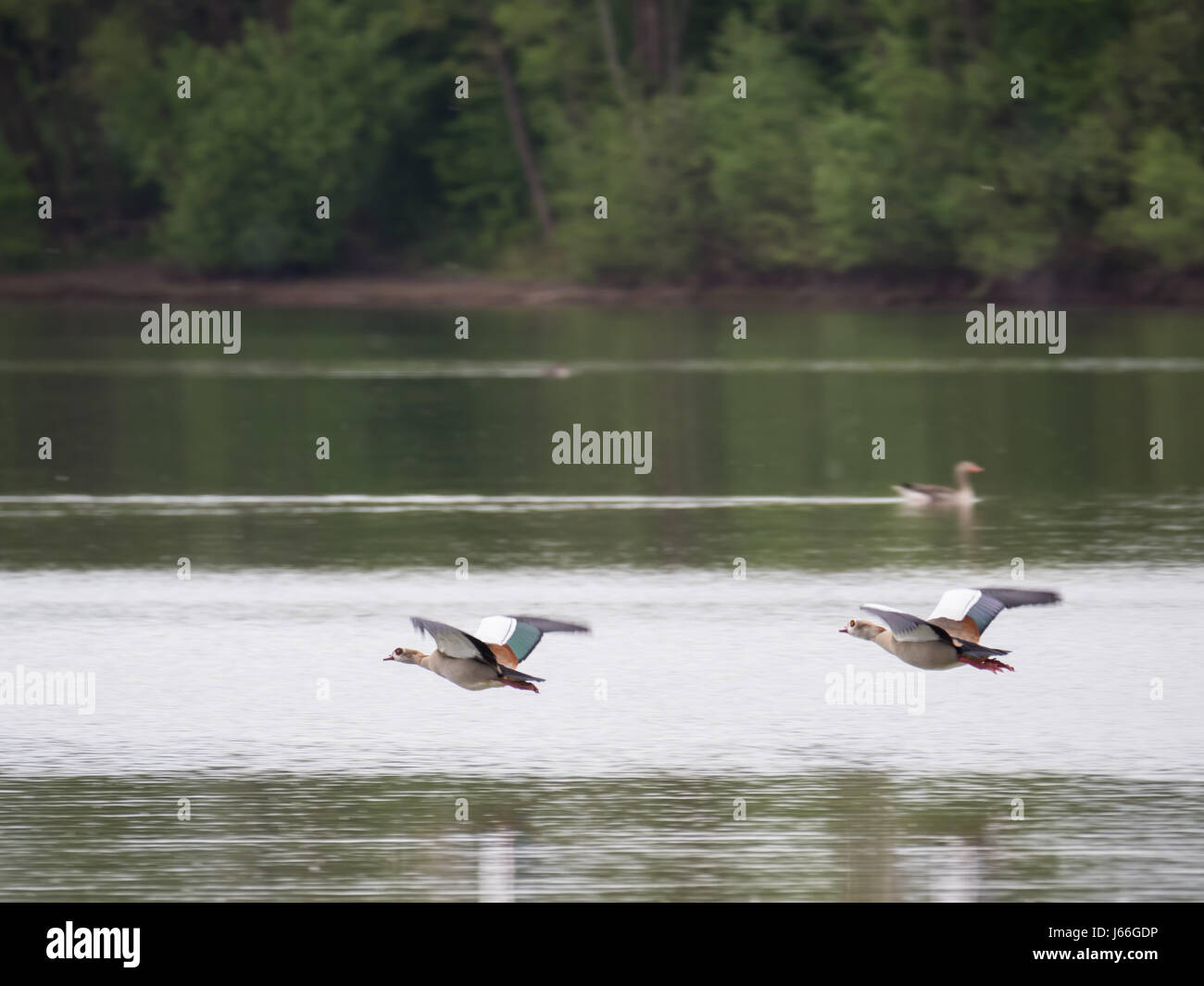 Due oca egiziana sorvolando un lago in una giornata nuvolosa Foto Stock