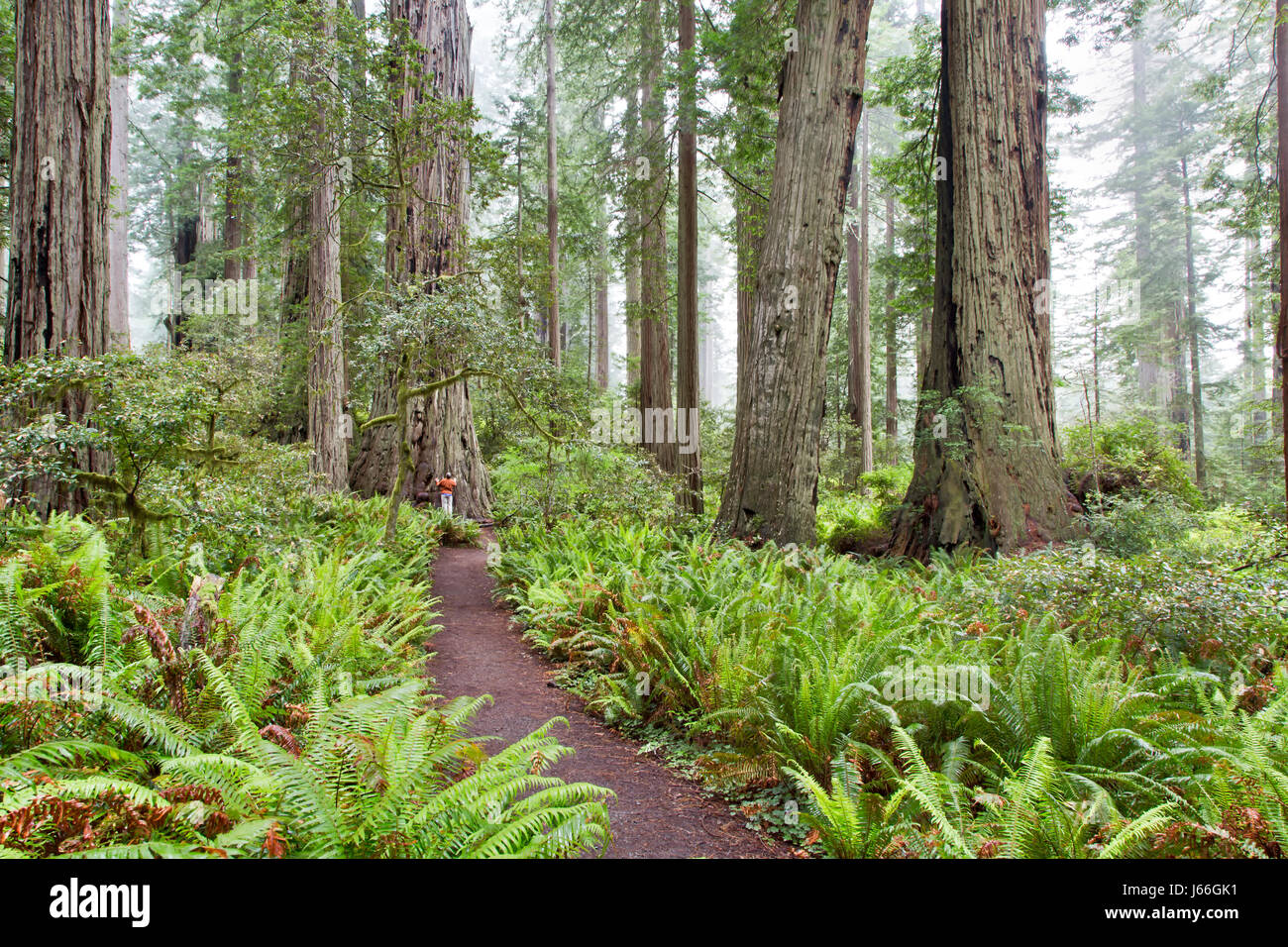 Lady Bird Johnson Grove, Parco Nazionale di Redwood, 'Sequoia sempervirens', escursionista comunicante con antico albero di sequoia. Foto Stock