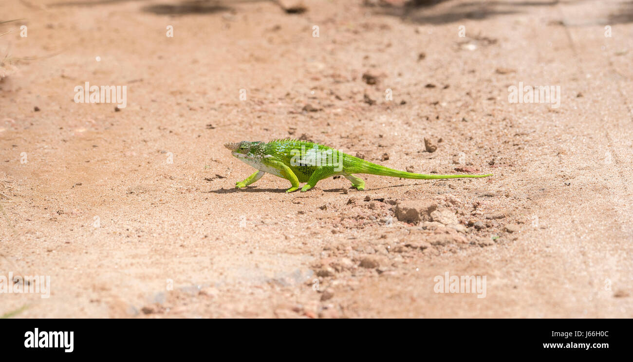 L'endemico & minacciato Usambara due-cornuto Camaleonte (Kinyongia multituberculata) in Tanzania occidentale Foto Stock