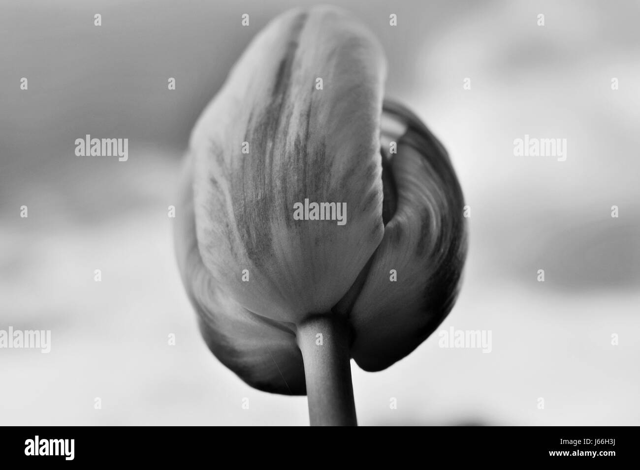Canadian tulip sky con lo sfondo in bianco e nero Foto Stock