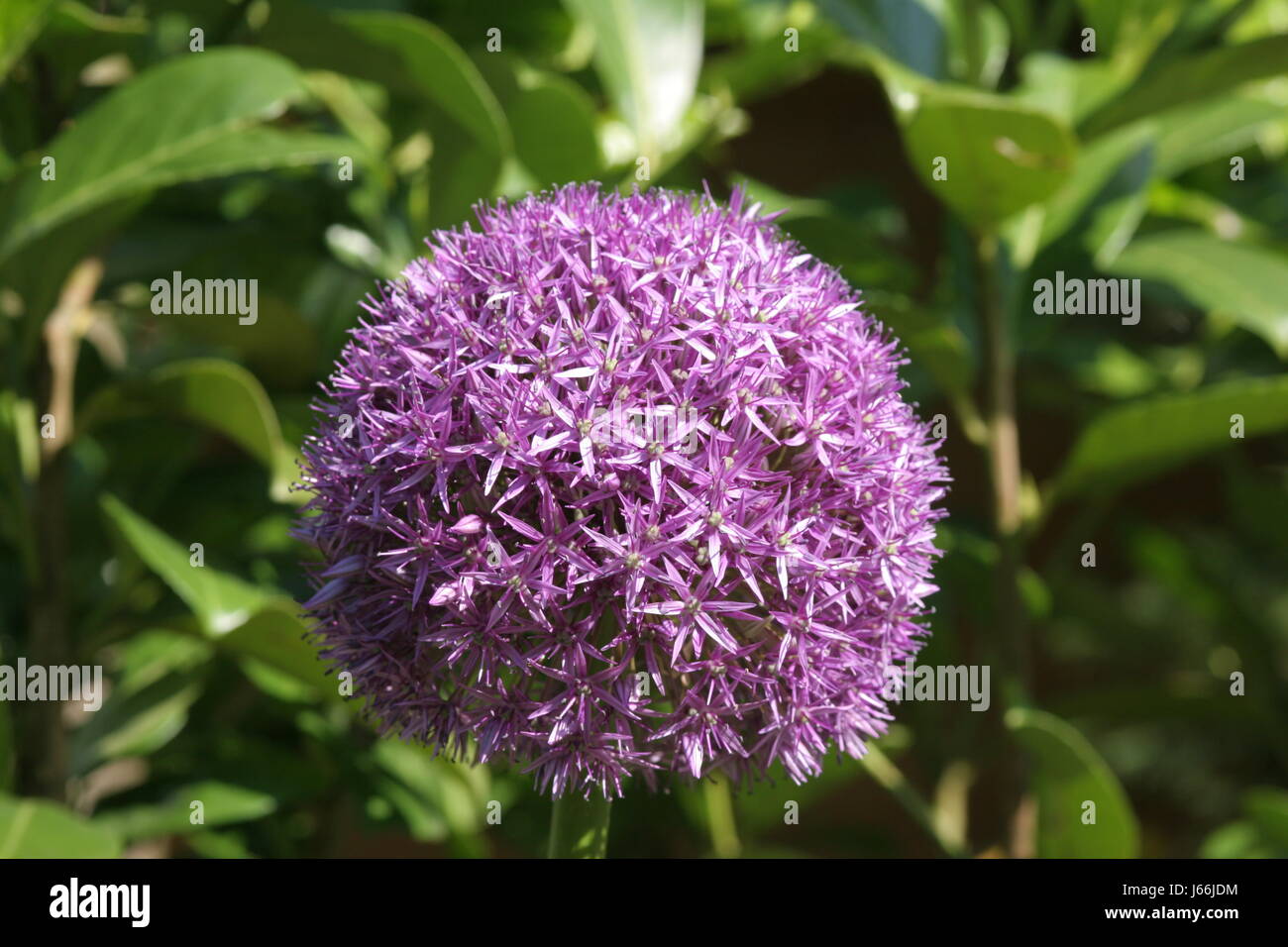 Viola Viola porro radiale completa giardino perfetto bloom blossom prosperare Foto Stock