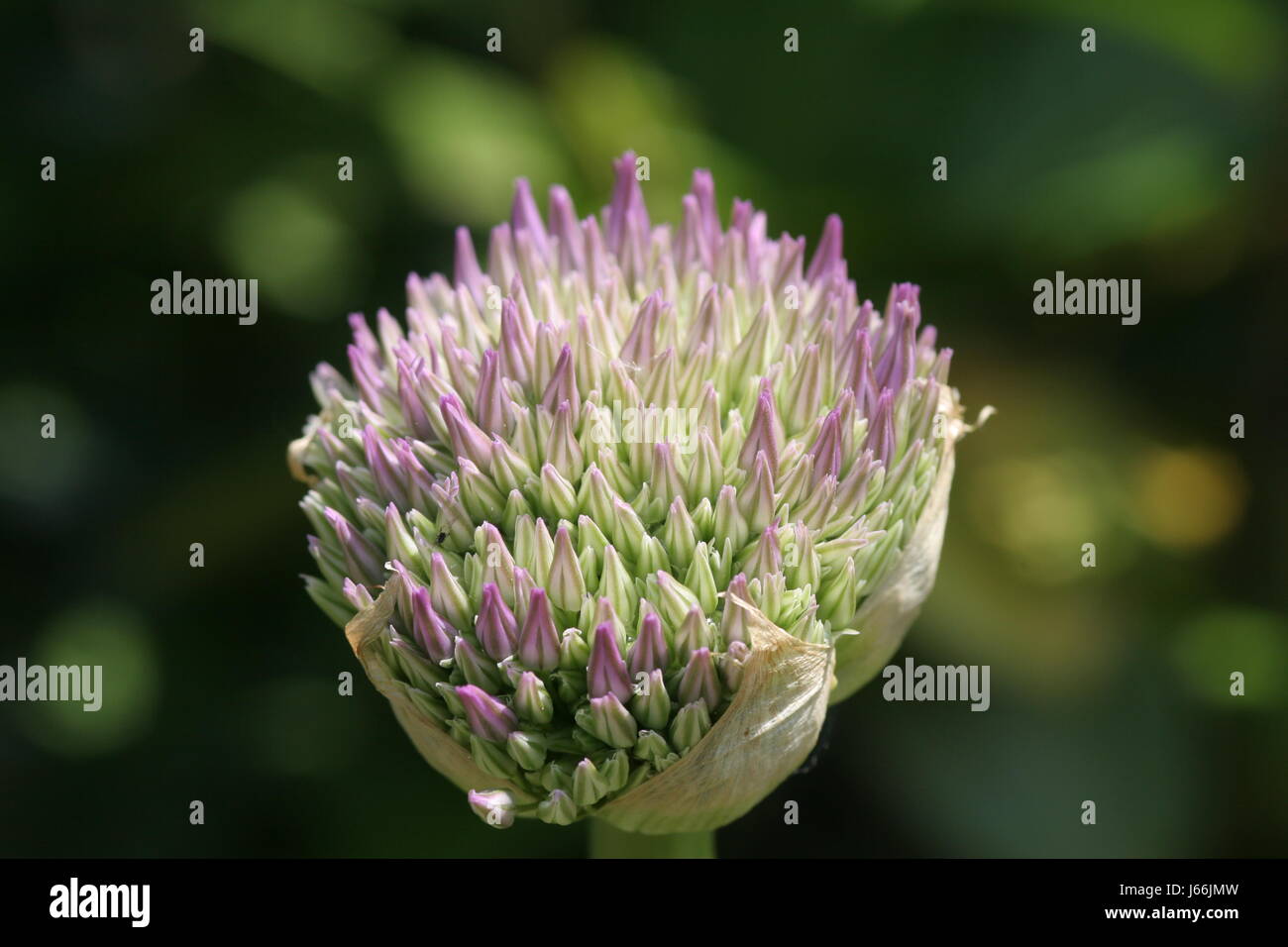 Bocciolo di porpora viola giardino porro bloom blossom fiorire fiorente asia viola Foto Stock