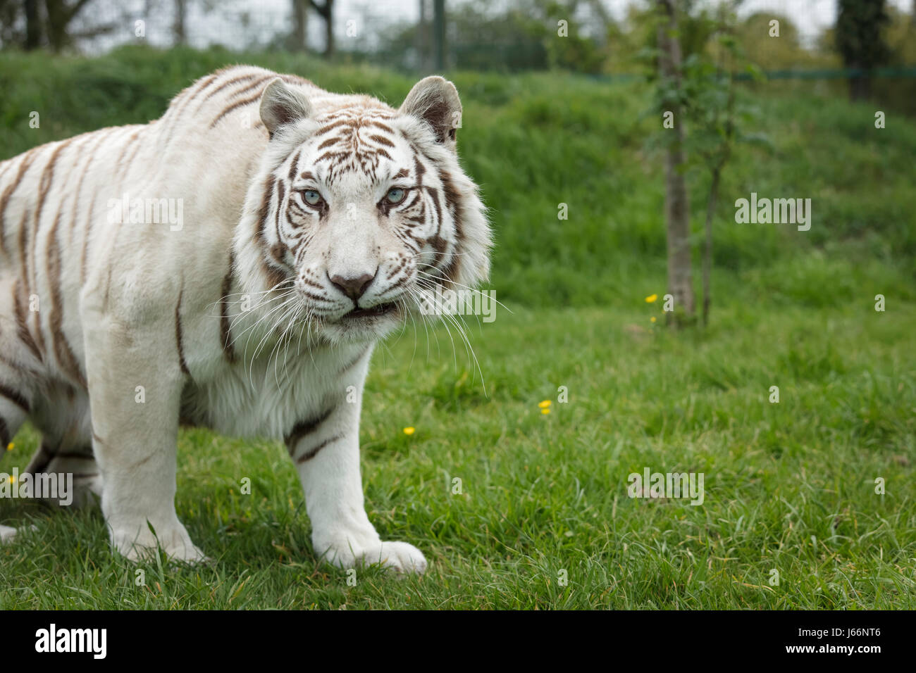 Gatto di tigre bianco Foto Stock