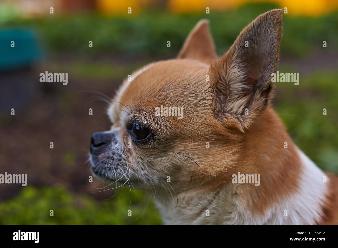 Profilo del cane su uno sfondo sfocato. Un cane di razza Chihuahua. Liscia con capelli, rosso. Egli guarda a sinistra. È possibile vedere la testa, le orecchie, gli occhi Foto Stock