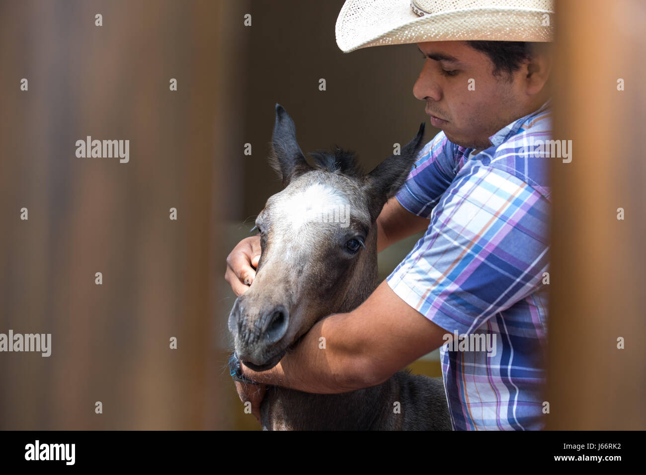 Tulum, Messico - Mar 16, 2017: Cowboy lavora con un giovane cavallo. Foto Stock