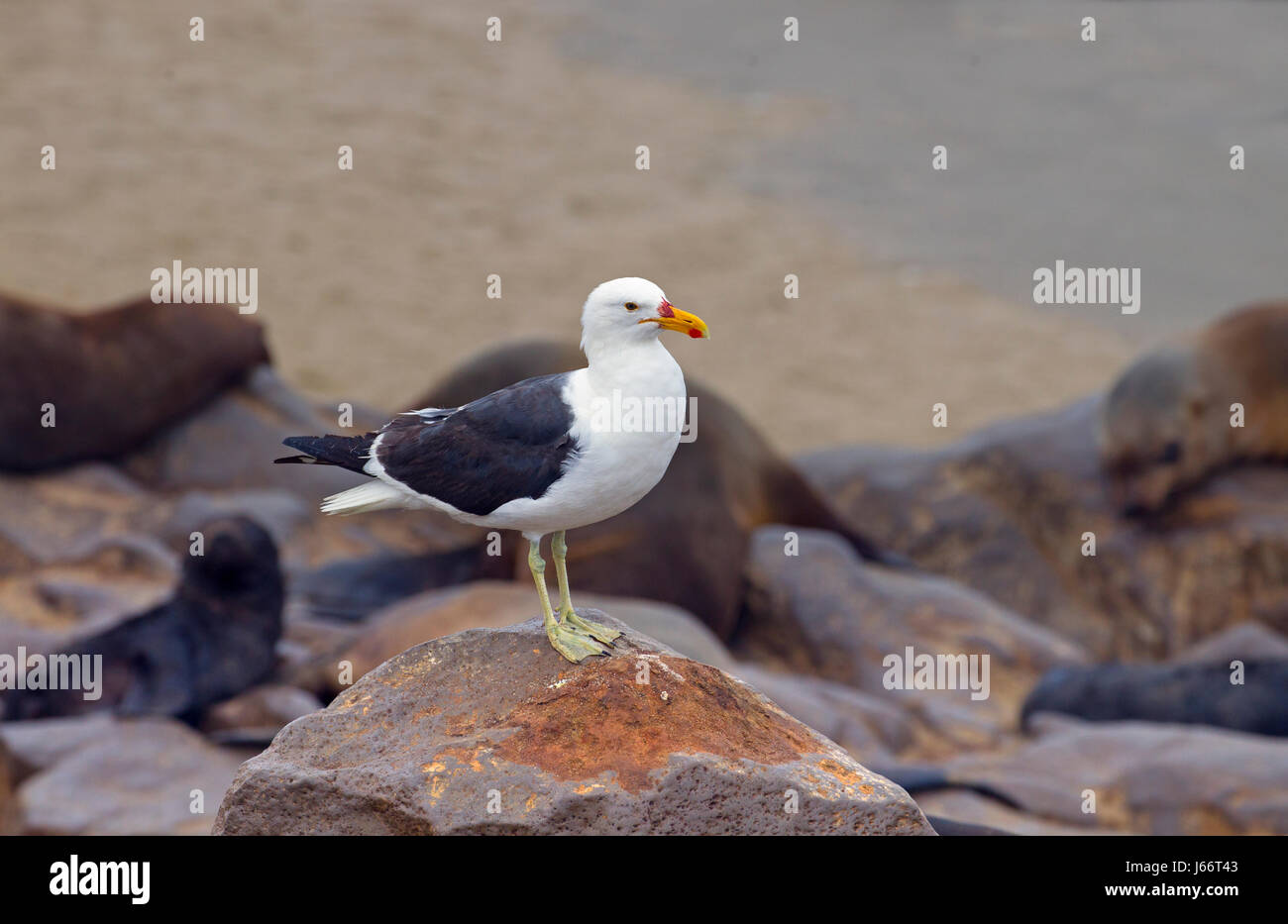 Kelp gull larus vetula a Cape Cross pelliccia sigillo colony Foto Stock