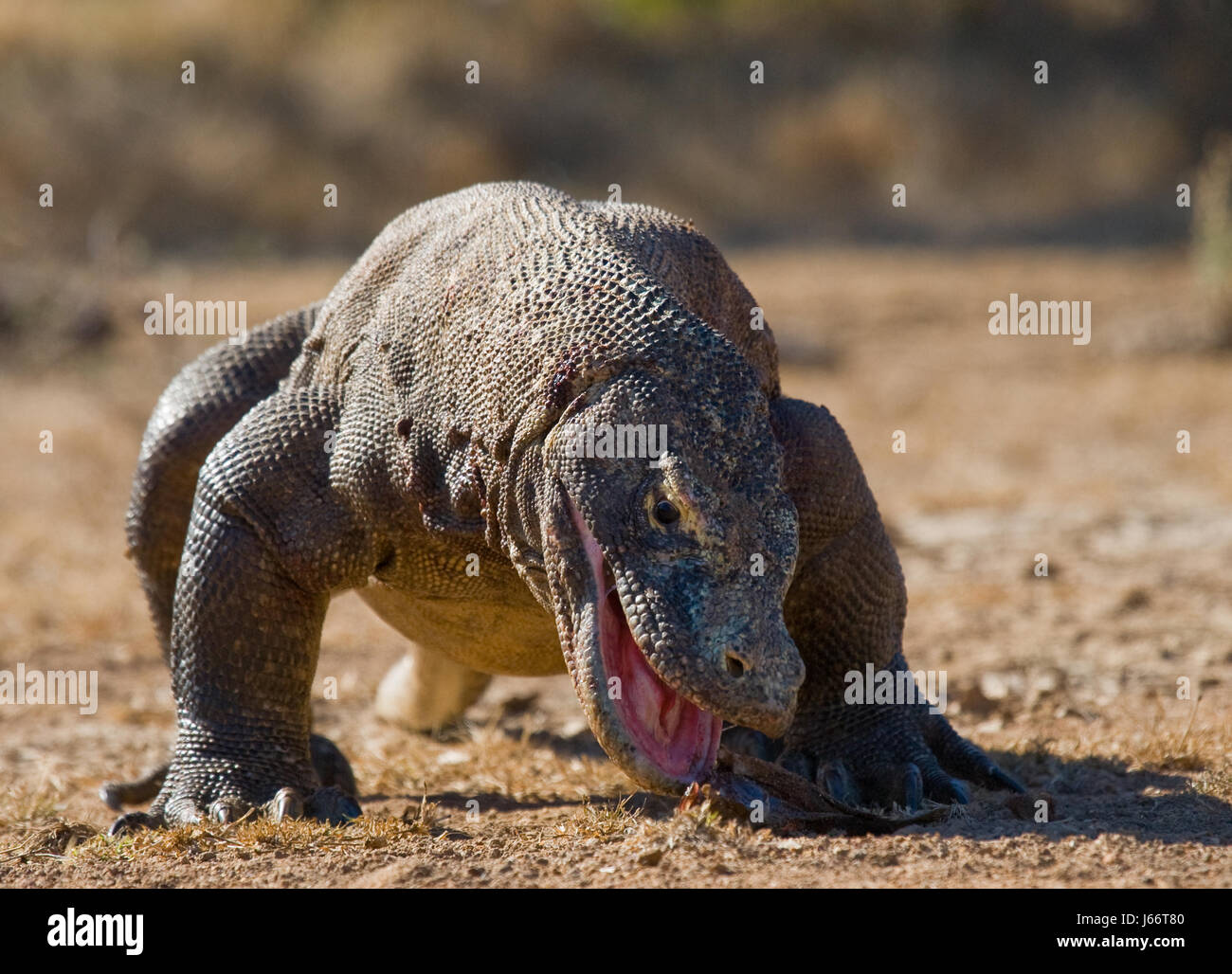 I draghi di Komodo mangiano le loro prede. Indonesia. Parco nazionale di Komodo. Foto Stock