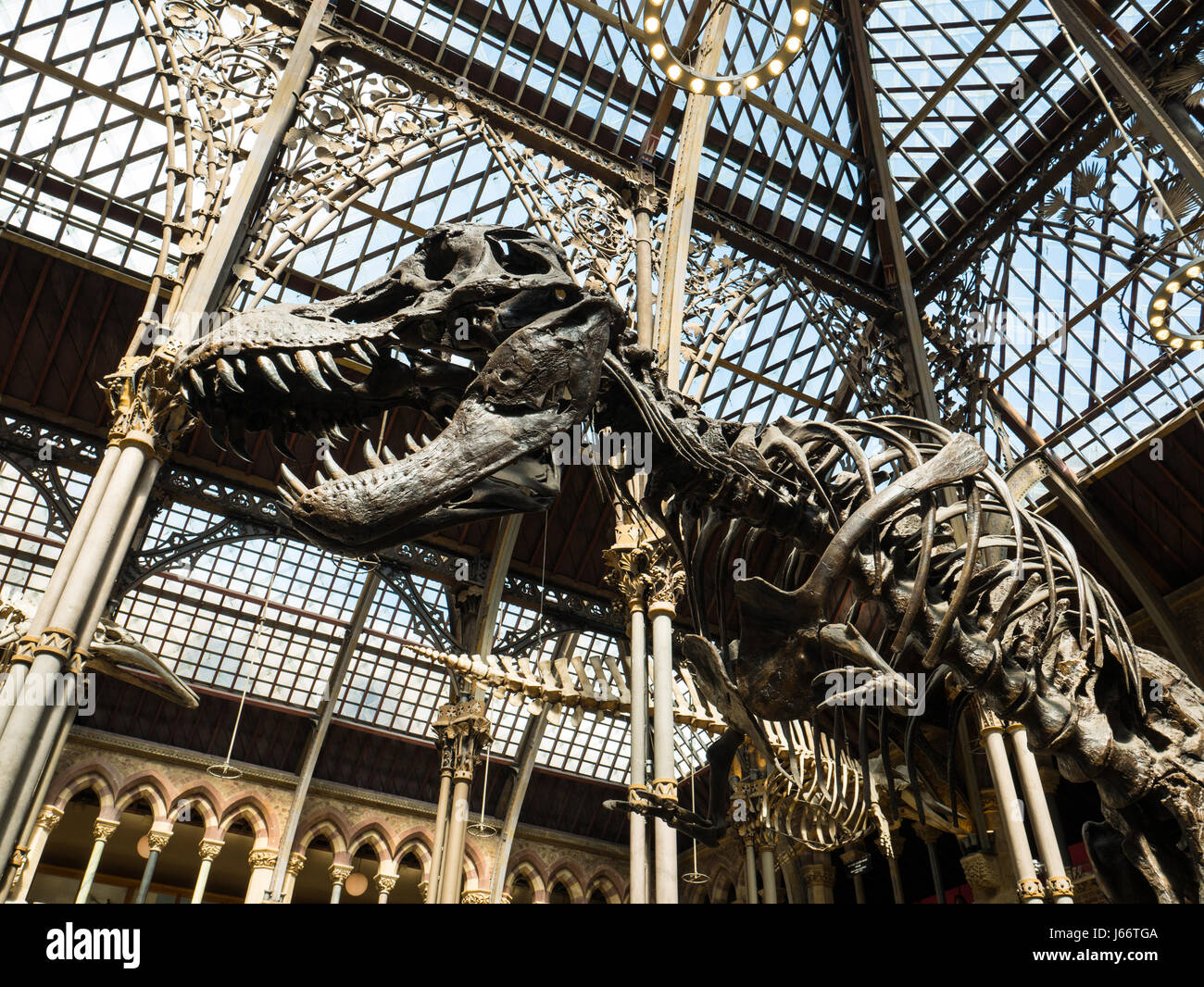 Oxford University Museo di Storia Naturale, Oxford, Oxfordshire, England, Regno Unito, GB. Foto Stock