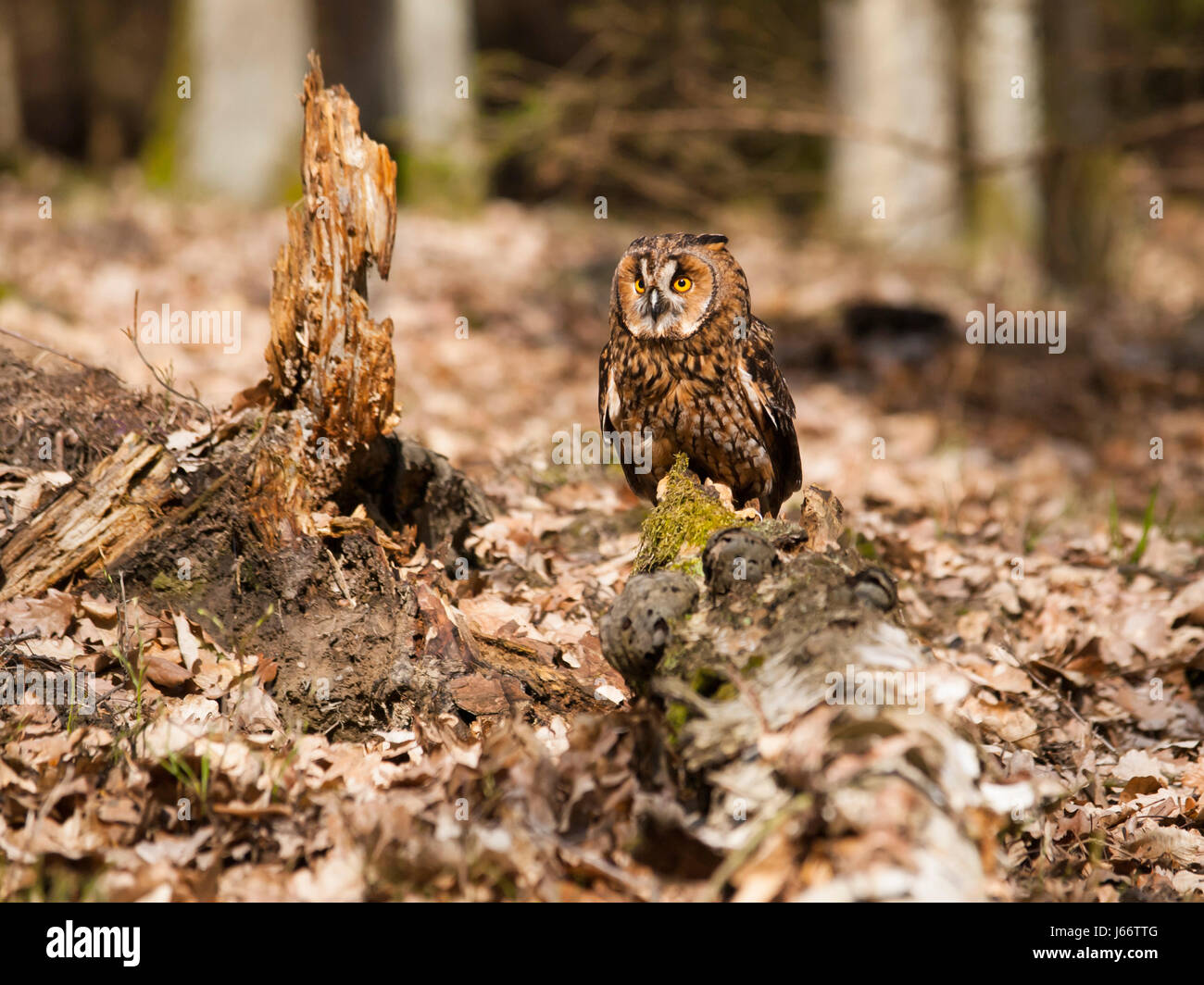 Lungo il gufo eares ubicazione sul moncone nella foresta - Asio otus Foto Stock