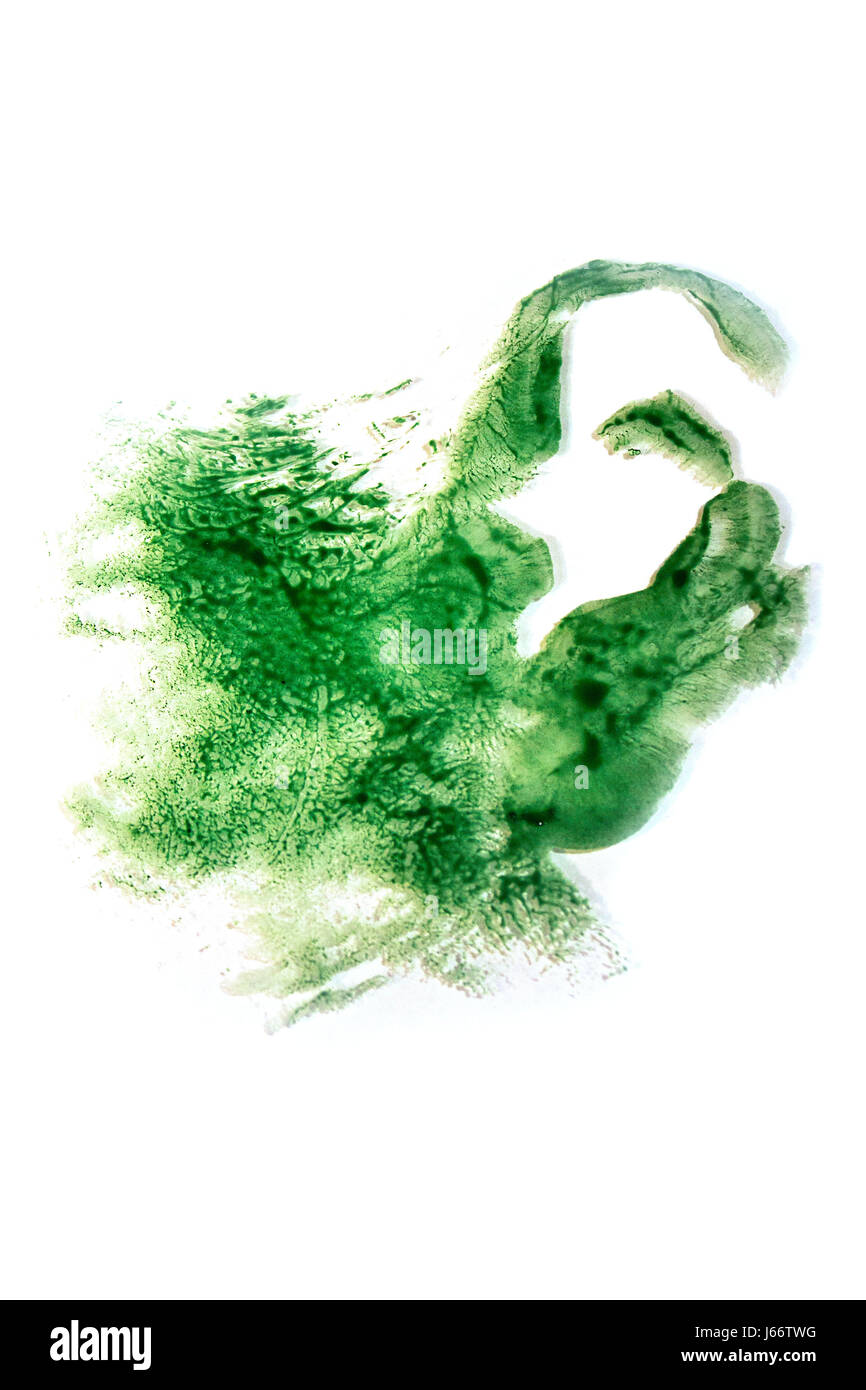 Una stampa astratta di un orecchio umano su vetro utilizzando verde naturale acquerello vernici. Foto Stock