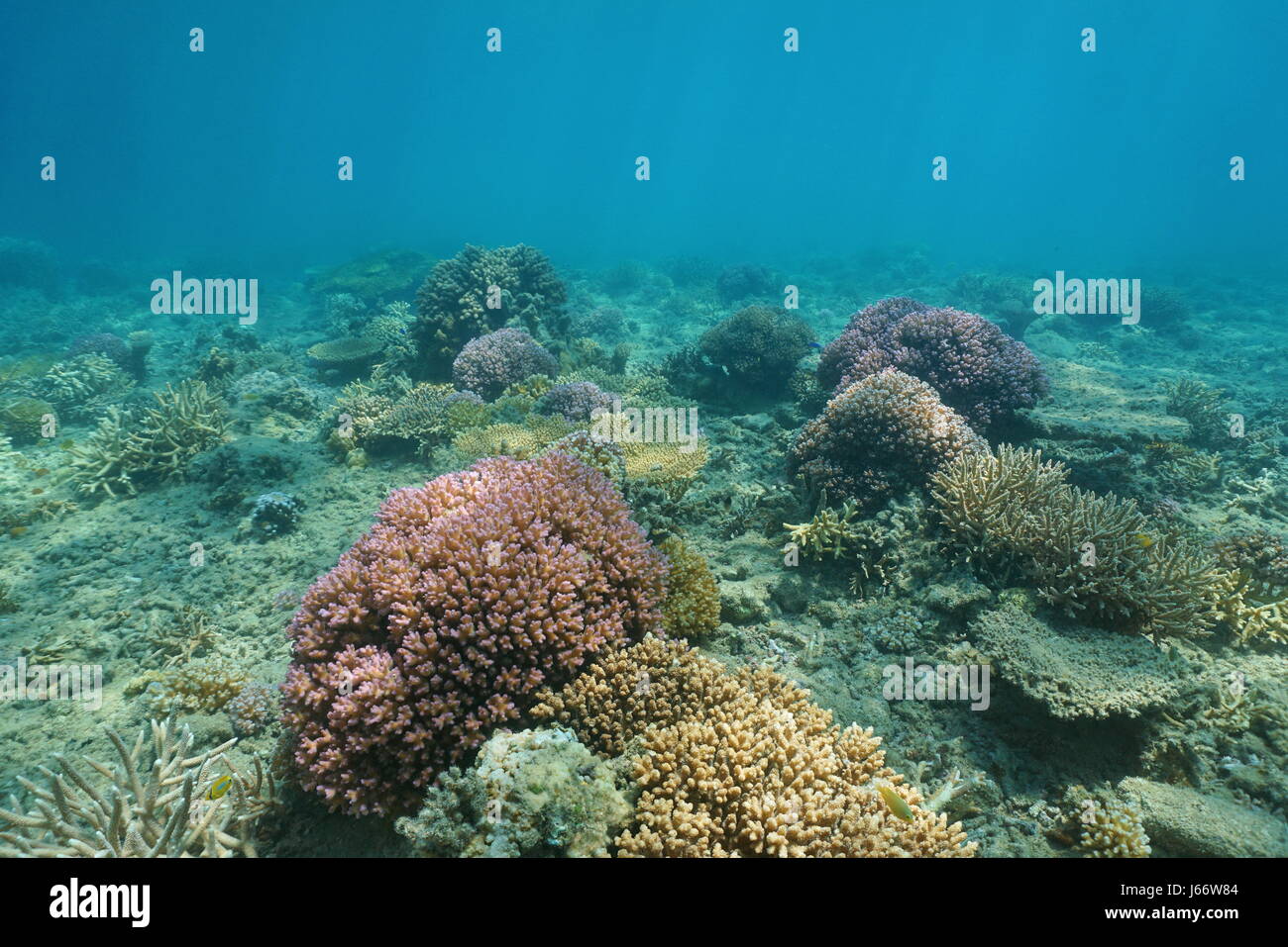 Underwater South Pacific Ocean Floor con colorati coralli, Nuova Caledonia, Oceania Foto Stock