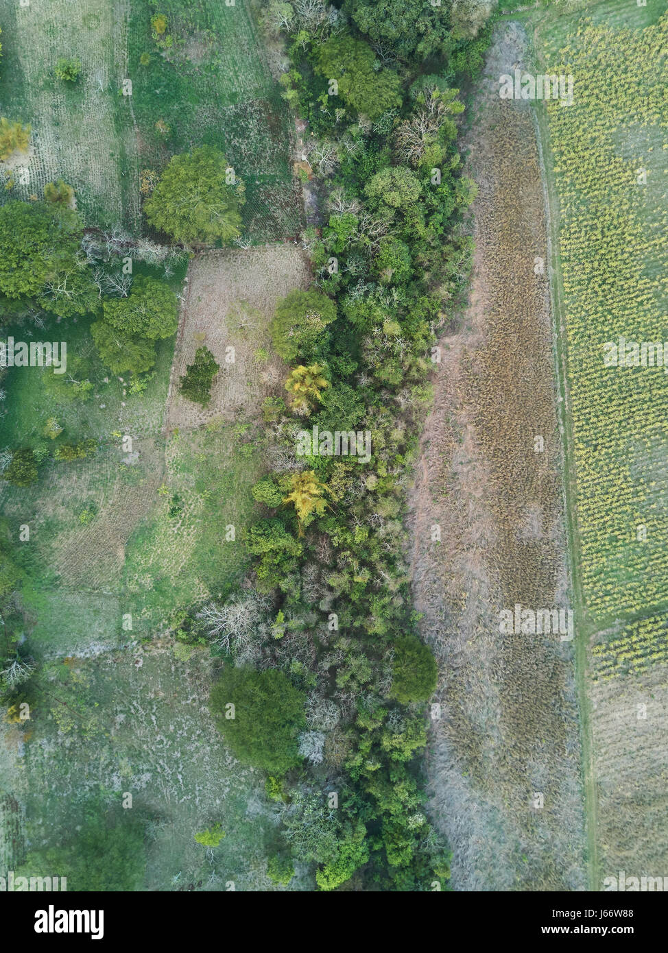 Agricoltura verde sopra il campo vista da fuco. Naturale sullo sfondo del campo vista aerea Foto Stock