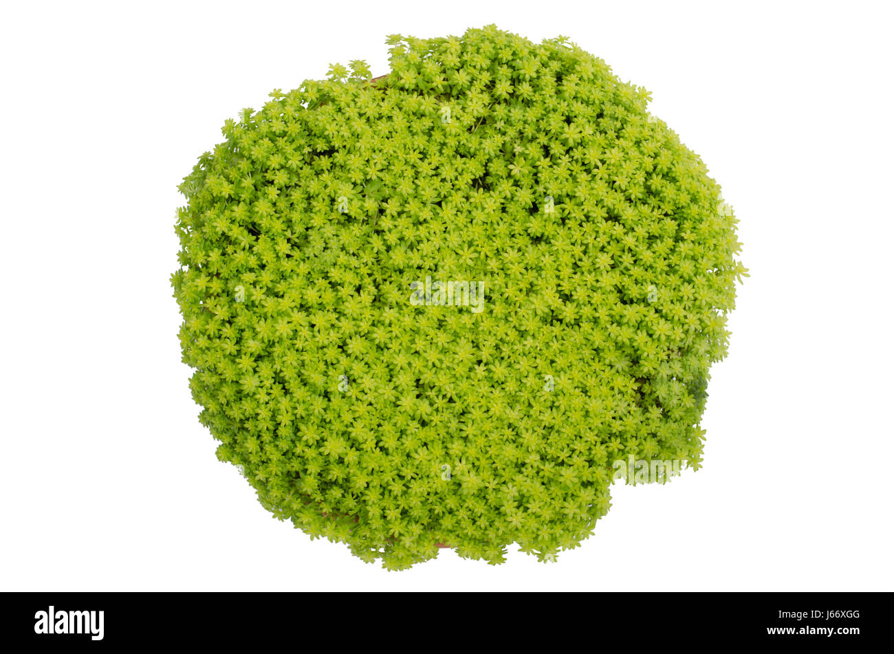 Oro Moss Sedum, sedum de oro nel recipiente isolato su sfondo bianco Foto Stock