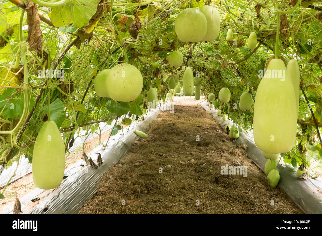 Benincasa hispida frutta verde crescente sulla vite Foto Stock