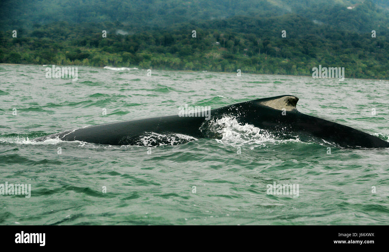 Un Humpback Whale emerge dalle acque della Ballena National Marine Park vicino Uvita durante il quarto Festival annuale di delfini e balene. Foto Stock