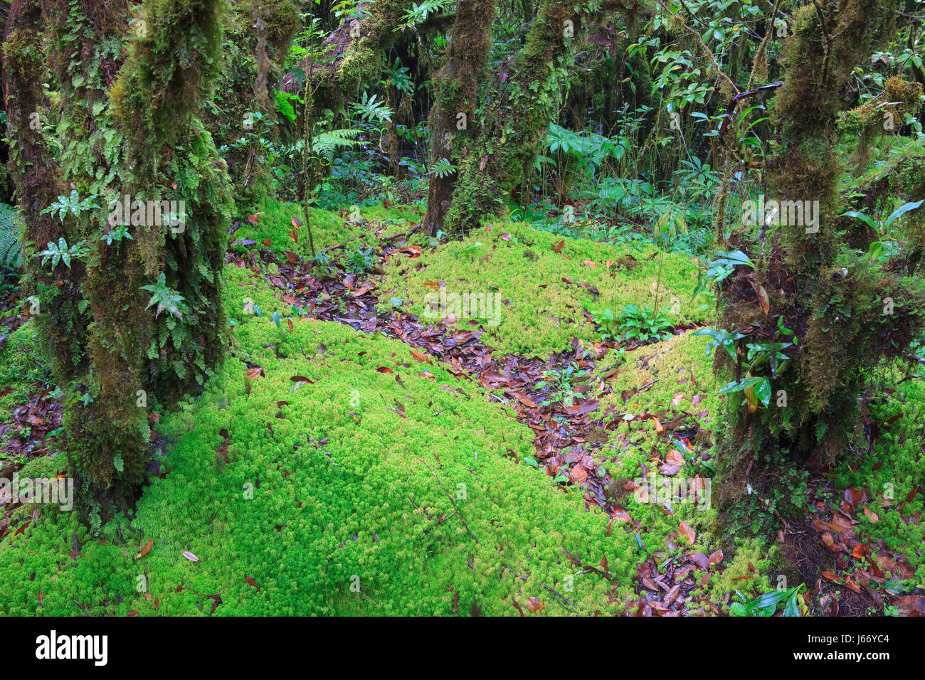 Moise,moss ,fern e piantagione di terra ambiente di montagna della foresta  di pioggia in Angkaluang Doi Inthanon National Park provincia di Chiangmai  Norther di Thai Foto stock - Alamy