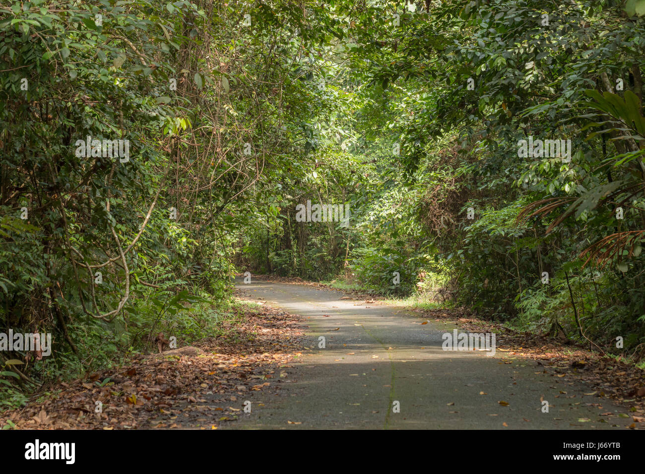 Sentiero escursionistico attraverso il Gunung Kubah National Park, Malaysian Borneo Foto Stock