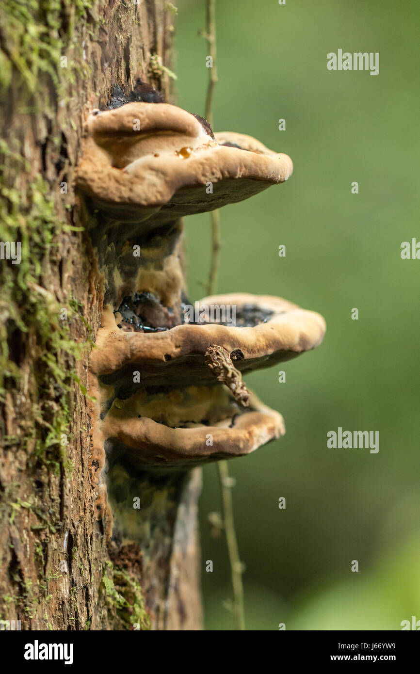 Funghi che crescono sulla corteccia di un albero in Kubah National Park, Malaysian Borneo Foto Stock