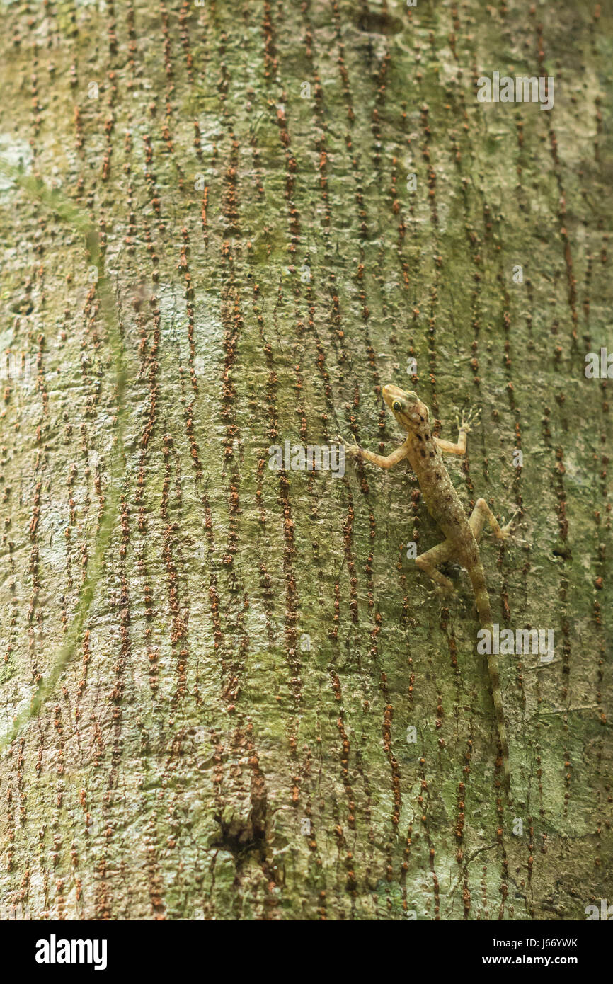 Il geco in appoggio su un albero in Kubah National Park, Malaysian Borneo Foto Stock
