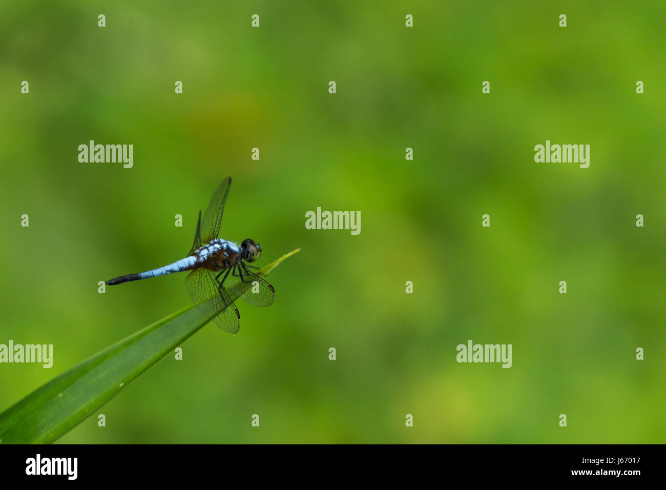 Ripresa macro di una libellula blu seduto su una foglia al di sopra di un piccolo stagno Foto Stock