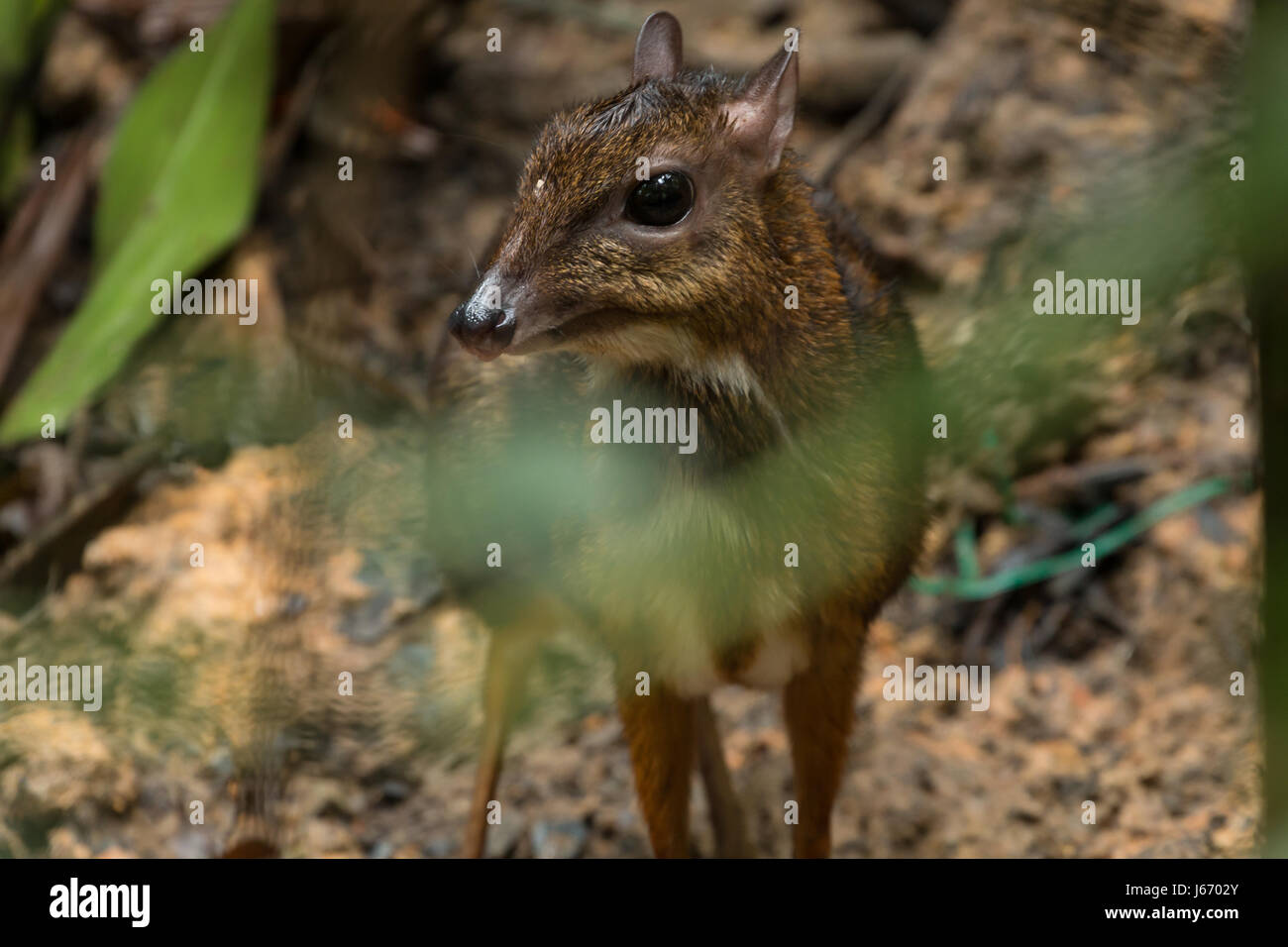 Timida mouse deer (Chevrotain) nascondersi dietro Bush in Singapore Foto Stock